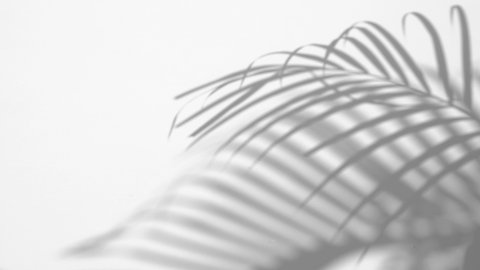 closeup the motion of shadow palm leaves on a white wall background.