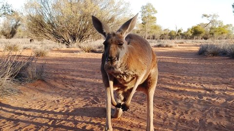 red kangaroo, Macropus rufus, standing on the red sand of outback central Australia. Australian Marsupial in Northern Territory, Red Center. Desert landscape at golden sunset. SLOW MOTION.