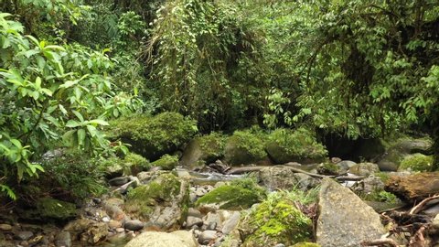 Slowly following a lush, tropical stream with many shades of green, large boulders covered in moss and clear water
