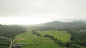 Aerial view of paddy field in rural Malaysia. Noise due to high iso.