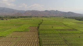 video of agricultural land in indonesia 