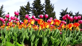Red and yellow tulips grow on a flower bed in a city park.