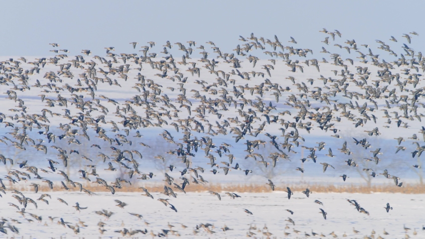 wild geese flying over field in winter, Dobrogea, Romania Royalty-Free Stock Footage #1046928130