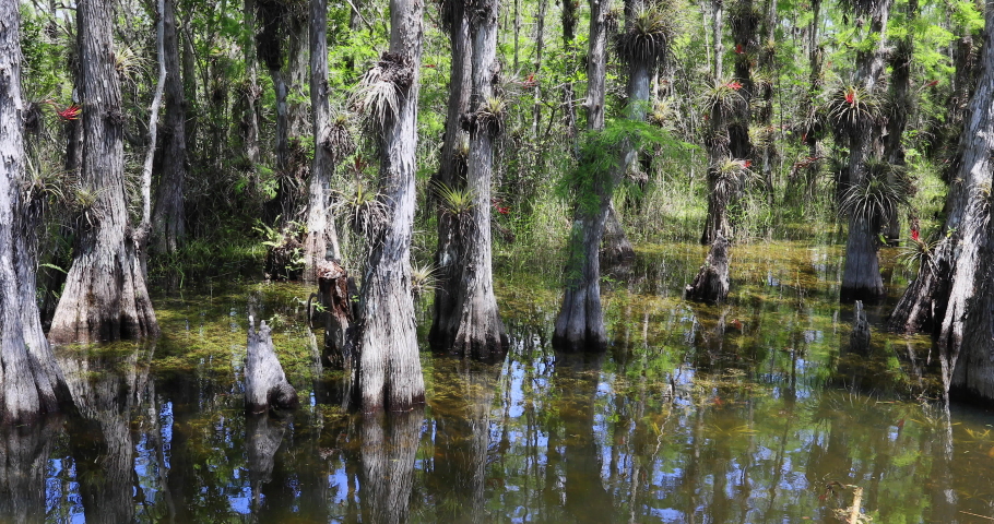 Landscape of the Marsh at Everglades National Park image - Free stock ...