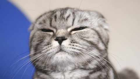beautiful tabby cat. close-up. happy cat is resting. british scottish fold cat. cat is lying. pet rests in room.