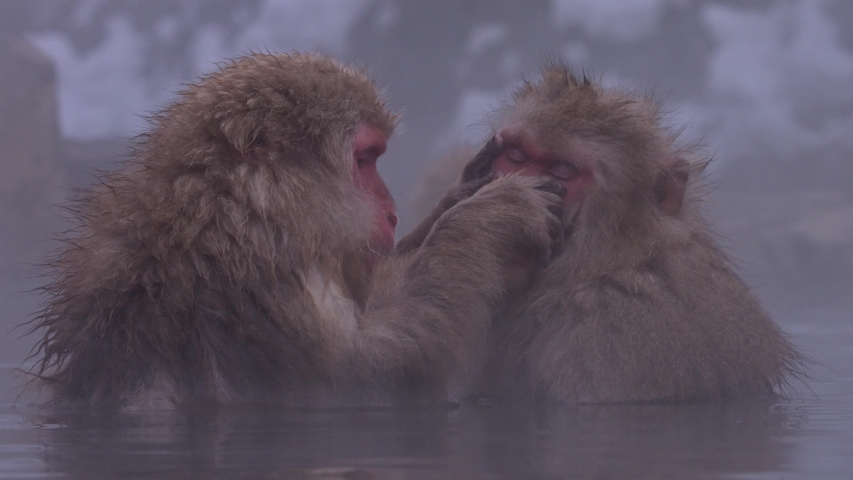 Japanese macaque or snow Japanese monkey with onsen at snow monkey park or Jigokudani Yaen-Koen in Nagano, Japan during the winter season stock video | Shutterstock HD Video #1046942743