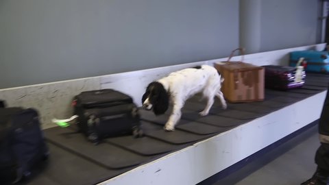 Dog with border guards detector of drugs and other prohibited items in bags on a conveyor belt at the airport. Drug detector dogs are used at airport to detect drugs hidden in luggage. Handheld shot.