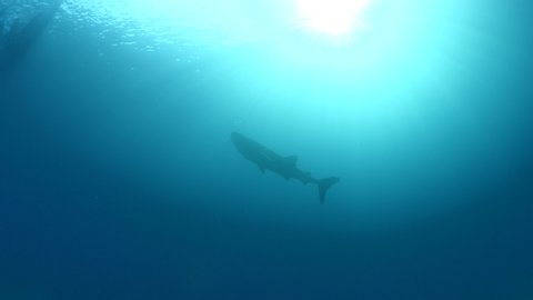 whaleshark feeding underwater oslob philippines