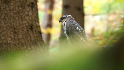 Peregrine falcon (Falco peregrinus) sitting in autumn forest. Peregrine falcon portrait. Autumn background.