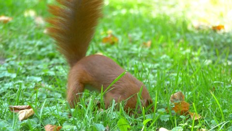 Squirrel hiding nut in the ground in 4k slow motion 60fps
 Stock Video