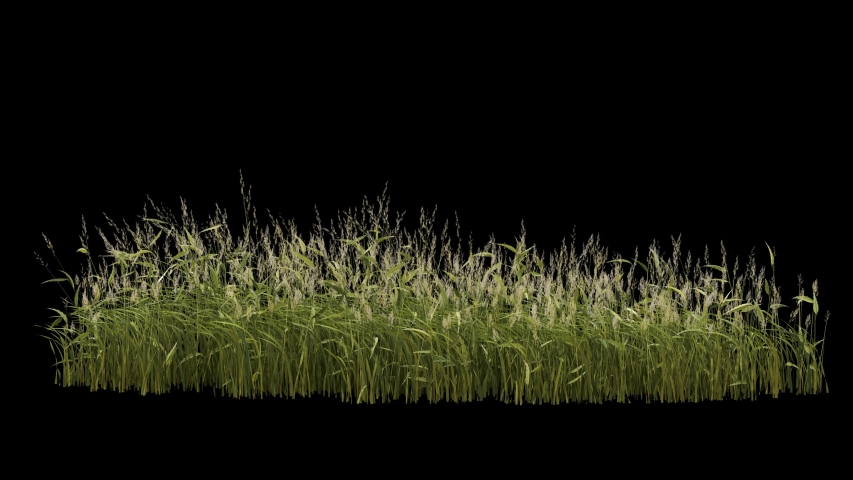 Beautiful 4k panorama grass and plants seamless loop, blowing on the wind, isolated on black with alpha channel