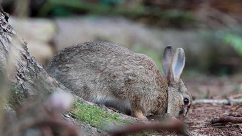 European Rabbit, Oryctolagus cuniculus, moving on the woodland/forest floor feeding during a cold winters day.