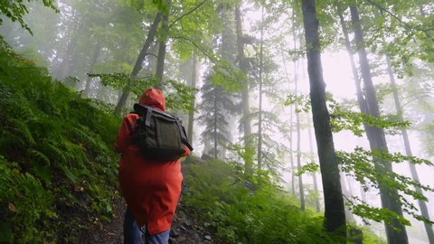 Traveller woman walking in forest in rainy day. Following from the bak girl in orange raincoat with backpack walk through the foggy forest with fern leaves. Enjoying nature and happy life, adventure.