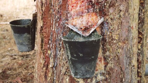Collecting pine resin in buckets, closeup