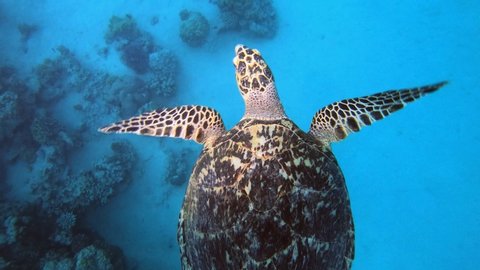 Tropical Sea Turtle. Hawksbill sea turtle (Eretmochelys imbricata). Turtle swimming in blue sea. Sea turtle breathing at Surface. Reef coral garden. 