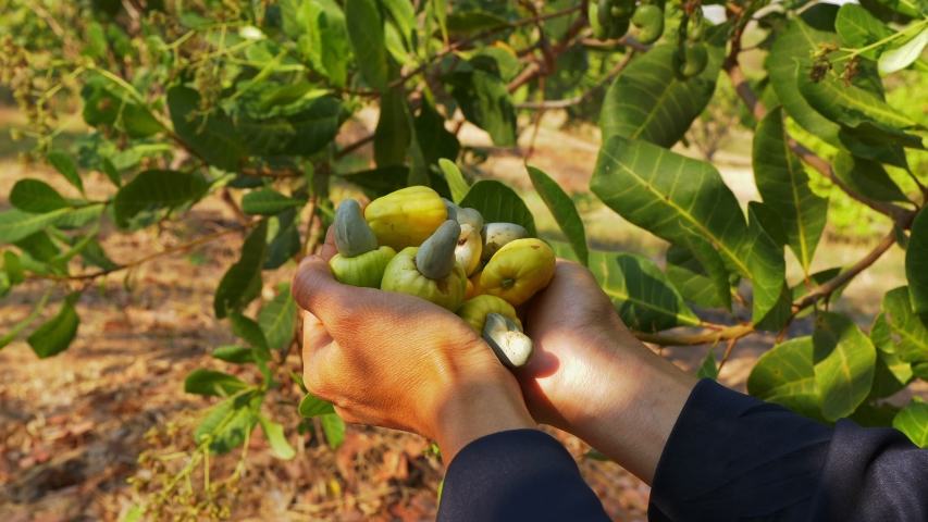 cashew harvesting