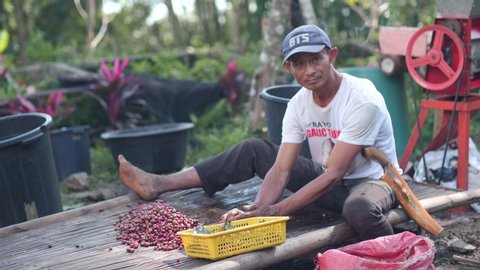 Dauin, Negros Oriental, Philippines 01-20-2020:A farmer sorting harvested coffee