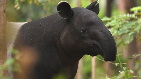 Close-up shot of Tapir portrait in Thailand, wild life concept