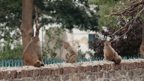 4K Video : Rhesus macaques sitting on concrete wall during day time, India. Rhesus macaques are also known as monkey thieves or rebel monkeys.   