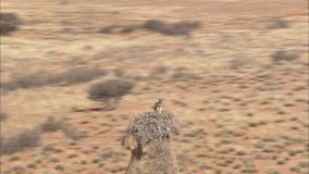 AERIAL South Africa-Sociable Weaver Bird Nest And Eagle 2009