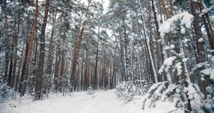 Snow covered trees in winter coniferous forest and long road between them. Natural background with seasonal beauty of plants.