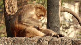 Rhesus macaques sitting on brick wall, India. Rhesus macaques are also known as monkey thieves or rebel monkeys.   