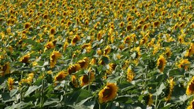 Panning video of blossoming sunflower plants in field, agriculture in spring