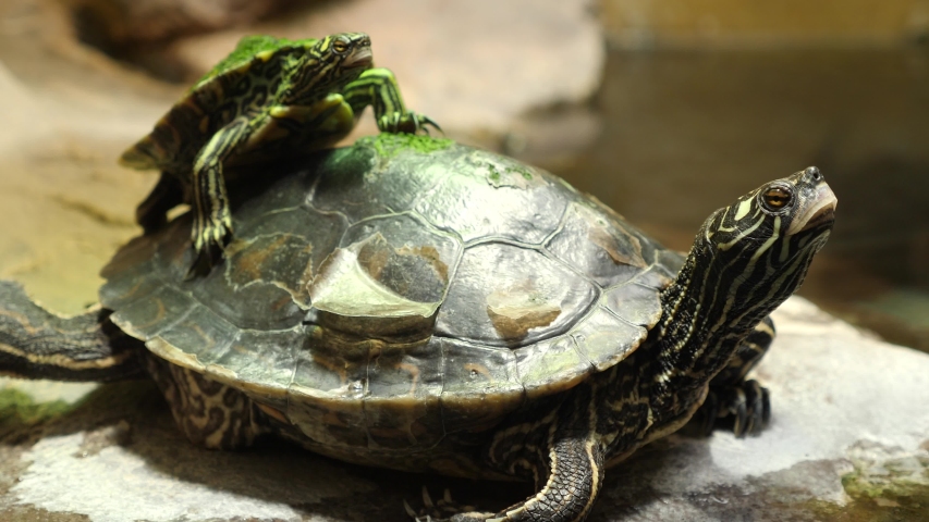 Large Turtle and Small Turtle image - Free stock photo - Public Domain ...