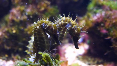 Two sea horses slowly moving around on some sea plants.