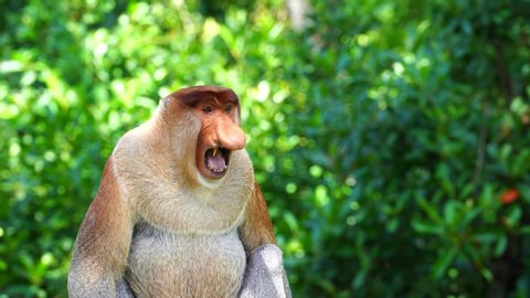 Wild Proboscis monkey or Nasalis larvatus, in the rainforest of island Borneo, Malaysia, close up
