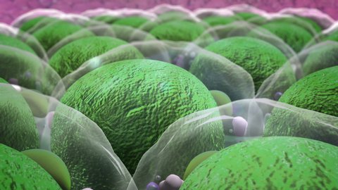 cholesterol and cell structure, High quality 3d render of fat cells, cholesterol in a cells, field of cells, Cell division, Microscopic image of cells
