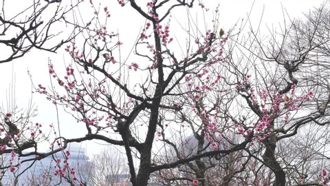 Plum tree with pink flower and small bird at the park, beautiful tree and cute 
bird in a city park ,spring sign concept