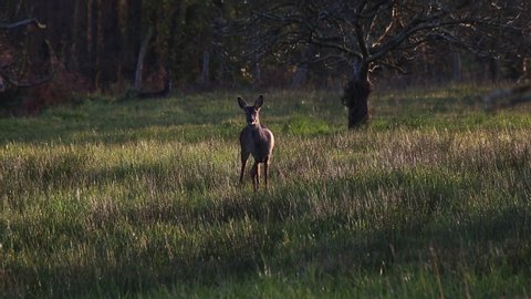 Titulo: a roe deer walks away quietly as it looks around in a field of grass at sunset
