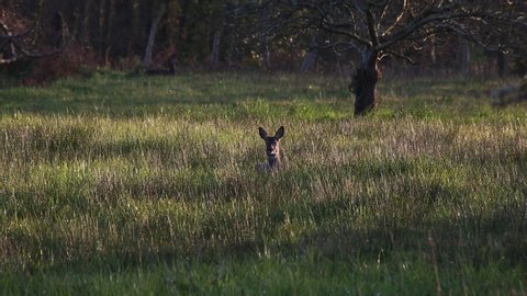 a roe deer watching alertly around a field of grass at sunset