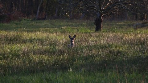 a roe deer stands up and watches attentively around him in a field of grass at sunset

