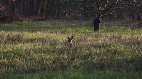 a roe deer looking sideways around in a field of grass in the spring, at sunset
