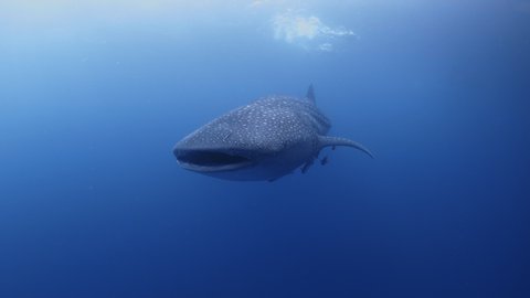 Whale shark (Rhincodon typus) swimming underwater lateral view 库存视频