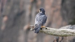 Peregrine falcon video clip in 4k