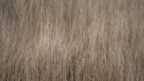 Grass flapping on the wind; Wild Grass sway on wind; 4K video