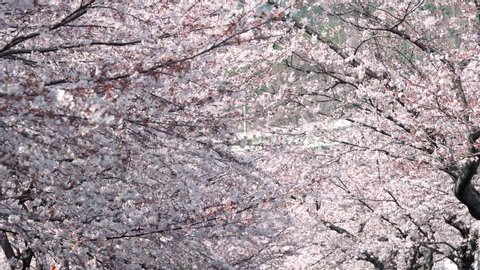 Amazing natural background of Japanese spring and blooming sakura trees. Branch of cherry blossoms in selective focus and blurred flowers in distance.
