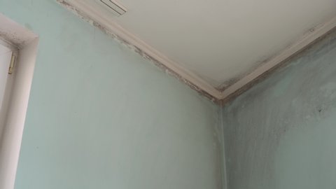Toxic black mold in a building. Condensation on walls, ceilings. Living room with high humidity, moisture, or water damage. Covid-19 and black fungus in India
