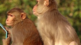 Rhesus macaques sitting on house wall during day time, India. Rhesus macaques are also known as monkey thieves or rebel monkeys.   