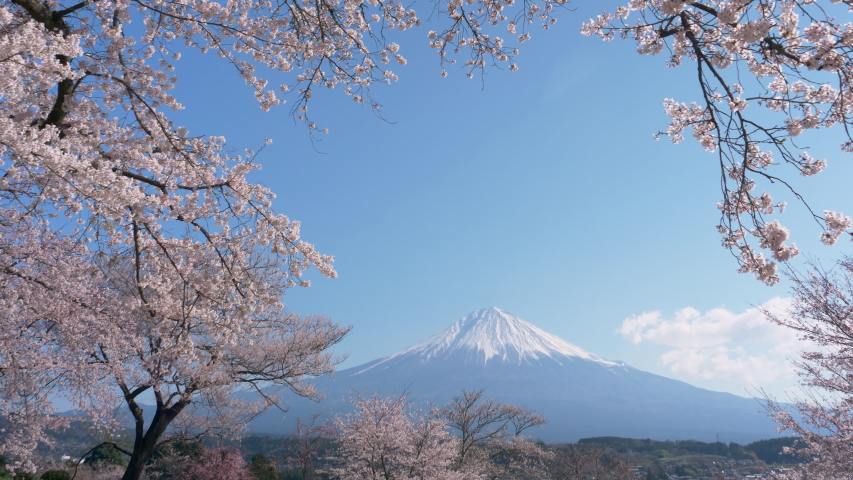 Mt. Fuji over Cherry Blossoms on a Sunny Spring Day
