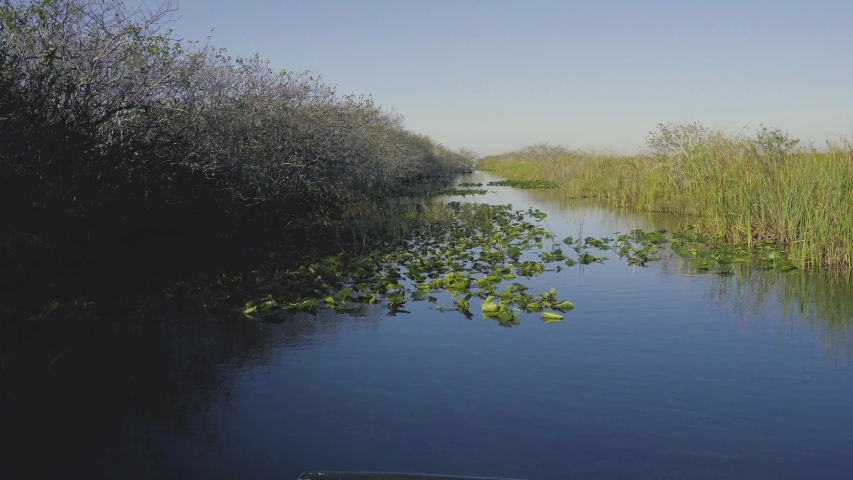 POV from an airboat going slowly through the wetlands of Everglades National Park in Florida. 4K UHD video.