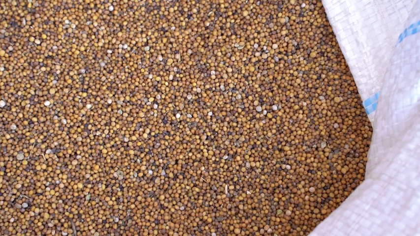 Yellow mustard seeds closeup. Spice. Background.