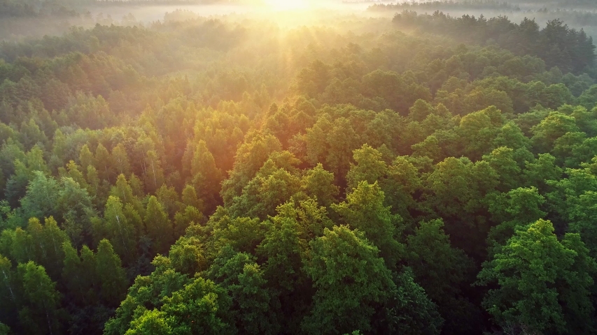 Aerial view of spring green forest early in the morning. Flying over green trees forest at sunrise. Morning sun and fog. High quality shot, 4K