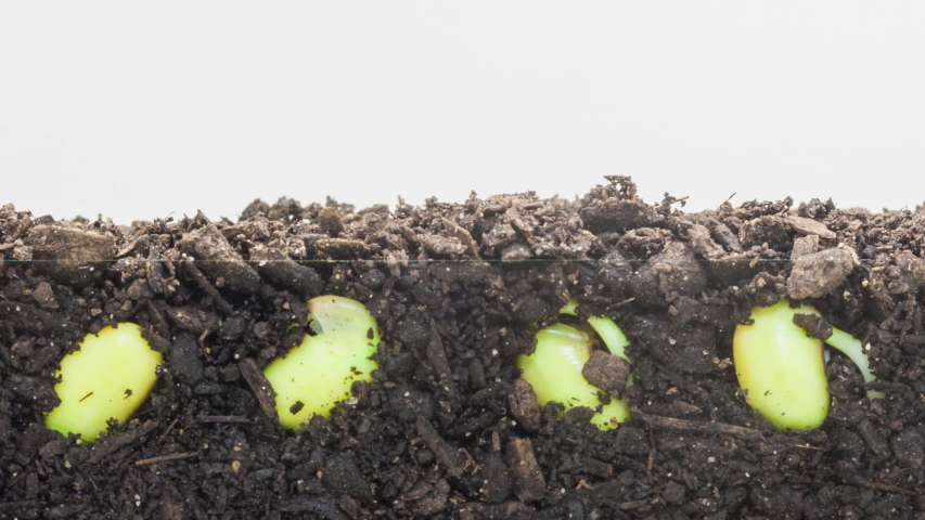 Soybeans sprouting timelapse. Macro time lapse video of soy beans sprouting from soil with camera following their growth.  Royalty-Free Stock Footage #1047079627