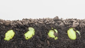 Soybeans sprouting timelapse. Macro time lapse video of soy beans sprouting from soil with camera following their growth. 