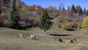 Cows grazing in the field of a mountain landscape timelapse. Time lapse video of cows grazing the grass on a mountain landscape. 