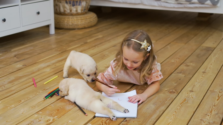 Little Girl Drawing on Paper with Colored Pencils While Laying on the Floor near Puppies. Cute Funny Golden Retriever Puppies Playing with Child Girl at Home. Pets and Animals Concept Royalty-Free Stock Footage #1047080329